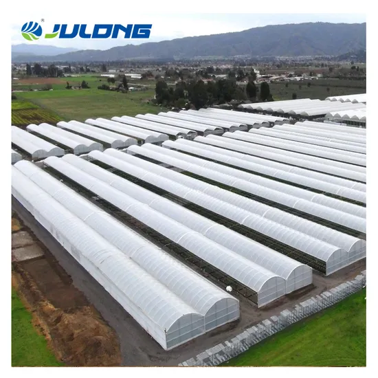 Turnkey Project Agricultural Multi Span Film/Polycarbonate/Glass Steel Structure Greenhouse with Hydroponics Irrigation System Used Tomato/Lettuce/Strawberry